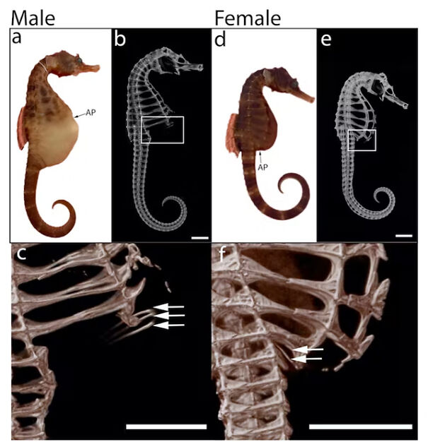 GraphicIllustratingDifferencesBetweenFemaleAndMaleSeahorseSkeletons.jpg