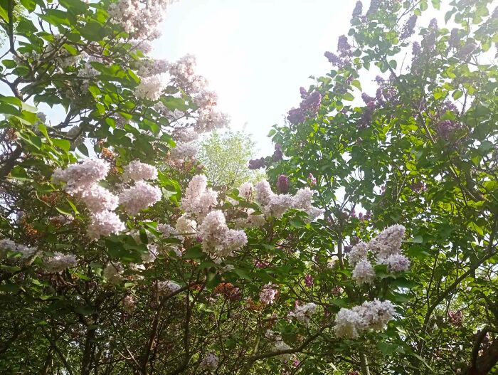 This Ukrainian Artist Captures The Essence Of Spring With Her Unique Painting Style Called “Linear Divisionism”