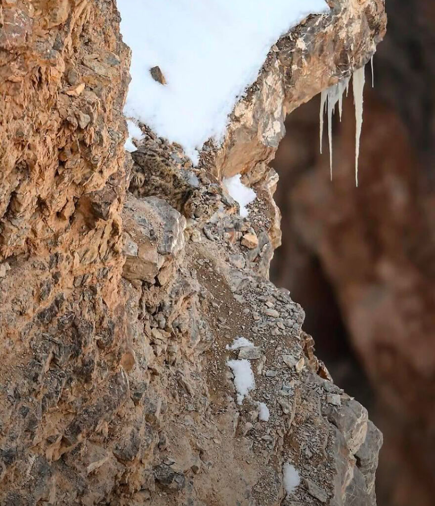 Camouflage Camouflage