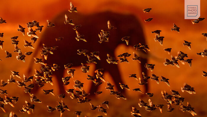 Flock of birds fly past an elephant in silhouette during sunset, showcasing powerful imagery from the Istanbul Photo Awards 2025.