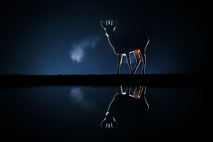 Silhouetted deer with misty breath, beautifully reflected in water, showcasing nature’s wonders.