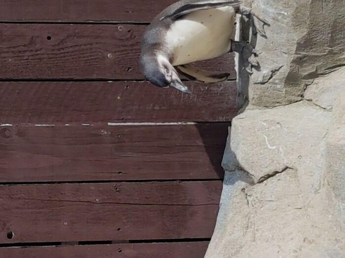 You Think Your Life Is Sh!t? Imagine Being A Penguin On A Hot Rock Next To A Fence. I Freed Him After This (In A Way). I Know! Not Really