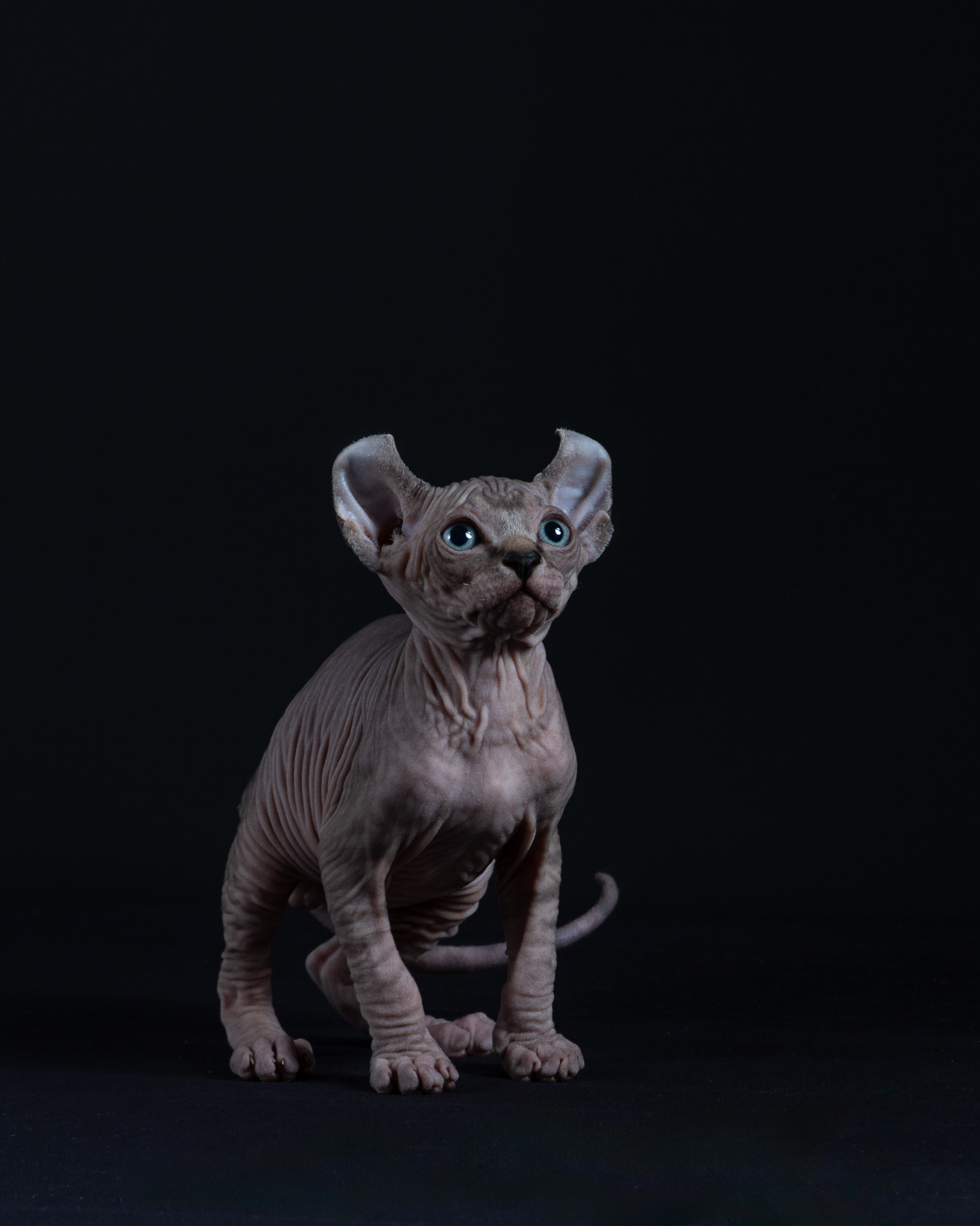 Beautiful Sphynx Kittens