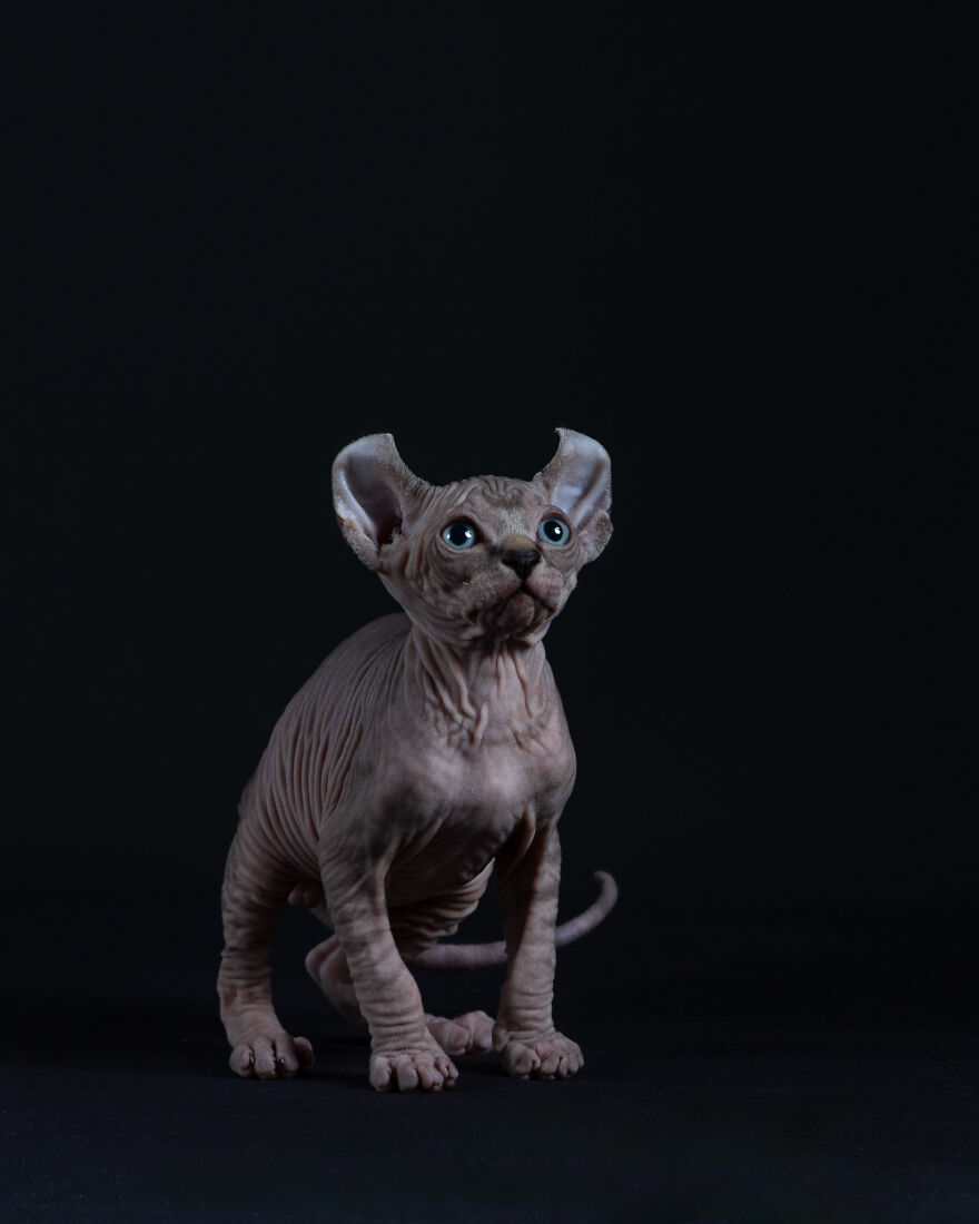 Beautiful Sphynx Kittens