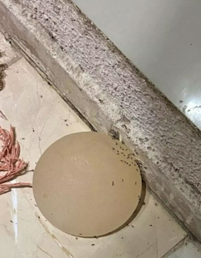 Breast implant discarded on a tiled floor near a wall, with ants gathering around it. Breast implant discarded on a tiled floor near a wall, with ants gathering around it.