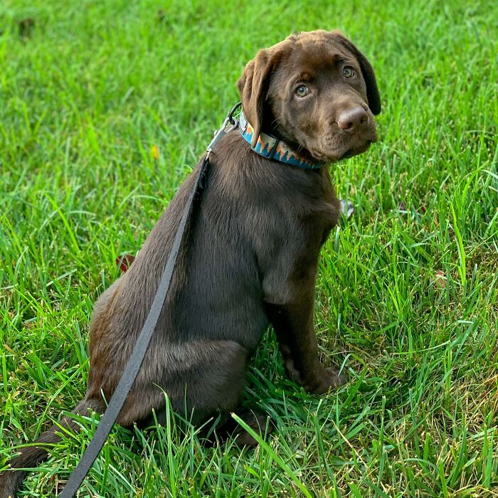 Chocolate Labrador puppy named Breuer sitting on green grass wearing a collar and leash, showcasing Labrador charm. Chocolate Labrador puppy named Breuer sitting on green grass wearing a collar and leash, showcasing Labrador charm.
