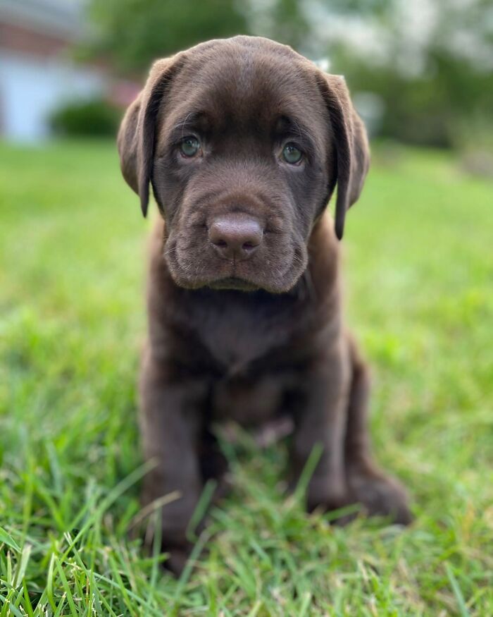 Chocolate Labrador puppy sitting on grass, capturing hearts on Instagram while honoring his late brother’s memory. Chocolate Labrador puppy sitting on grass, capturing hearts on Instagram while honoring his late brother’s memory.