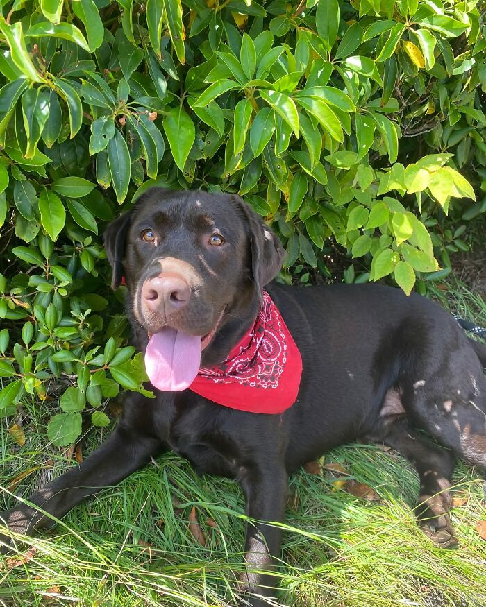 Chocolate Labrador wearing a red bandana lying in the grass under green bushes, reflecting Breuer’s Instagram popularity. Chocolate Labrador wearing a red bandana lying in the grass under green bushes, reflecting Breuer’s Instagram popularity.