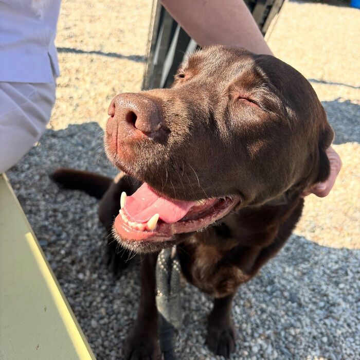 Chocolate Labrador named Breuer happily sitting outdoors with eyes closed and tongue out while being petted. Chocolate Labrador named Breuer happily sitting outdoors with eyes closed and tongue out while being petted.