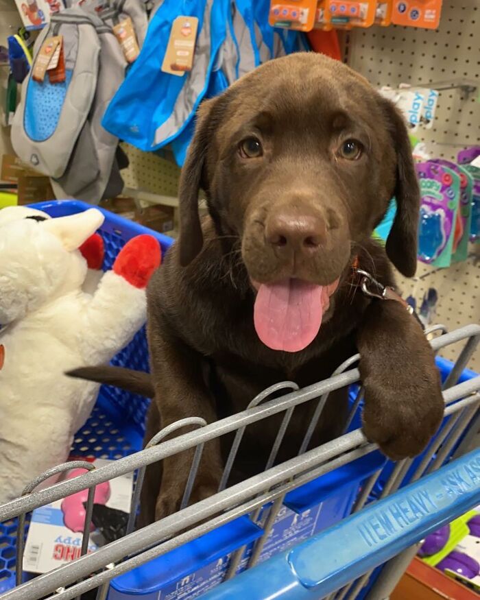 Chocolate Labrador puppy sitting in a shopping cart with tongue out, featured on Instagram honoring late brother's spirit. Chocolate Labrador puppy sitting in a shopping cart with tongue out, featured on Instagram honoring late brother's spirit.