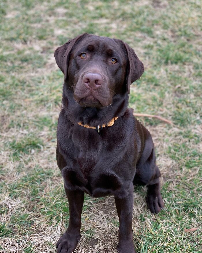Chocolate Labrador sitting on grass, showcasing the Labrador winning Instagram with a calm and attentive expression. Chocolate Labrador sitting on grass, showcasing the Labrador winning Instagram with a calm and attentive expression.