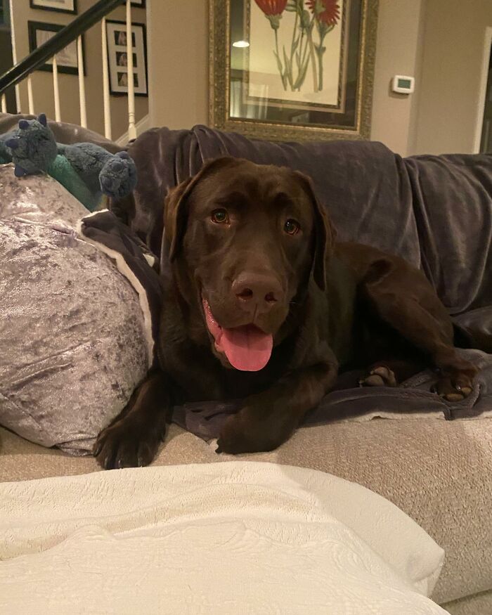 Chocolate Labrador Breuer lying on a couch looking happy and relaxed indoors with a blue toy nearby. Chocolate Labrador Breuer lying on a couch looking happy and relaxed indoors with a blue toy nearby.
