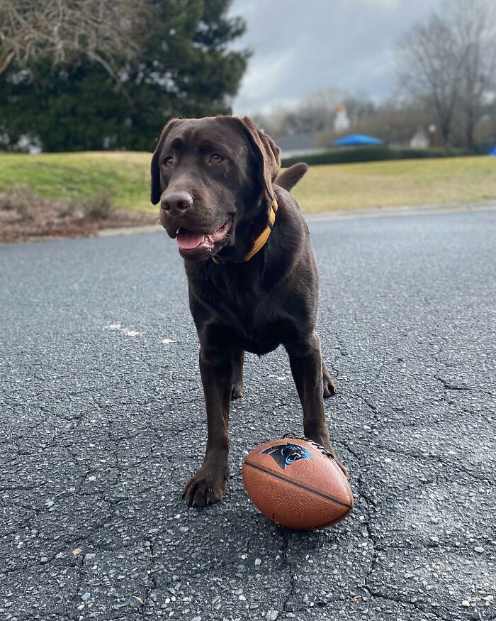 Chocolate Labrador standing on pavement with a football, winning Instagram attention and honoring his late brother’s spirit. Chocolate Labrador standing on pavement with a football, winning Instagram attention and honoring his late brother’s spirit.