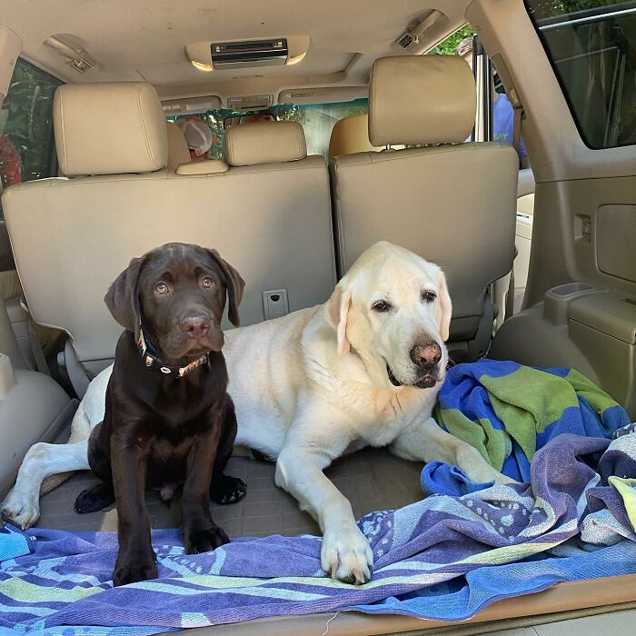 Two Labradors, one chocolate and one yellow, resting in the back of a car, showcasing the bond and spirit of brotherhood. Two Labradors, one chocolate and one yellow, resting in the back of a car, showcasing the bond and spirit of brotherhood.