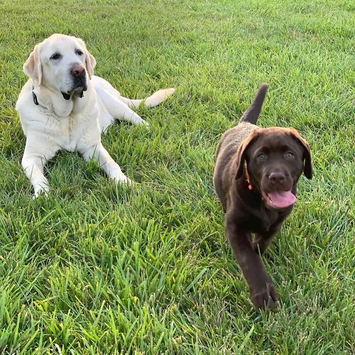 Labrador Breuer running on grass with a light-colored older Labrador lying nearby on a sunny day Labrador Breuer running on grass with a light-colored older Labrador lying nearby on a sunny day