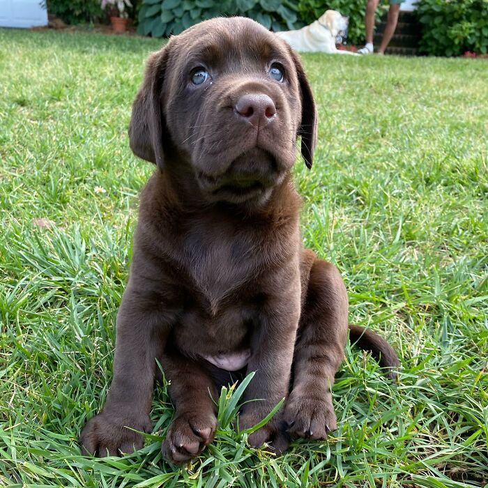 Chocolate Labrador puppy sitting on grass, representing Breuer the Labrador winning Instagram with a soulful, hopeful expression. Chocolate Labrador puppy sitting on grass, representing Breuer the Labrador winning Instagram with a soulful, hopeful expression.