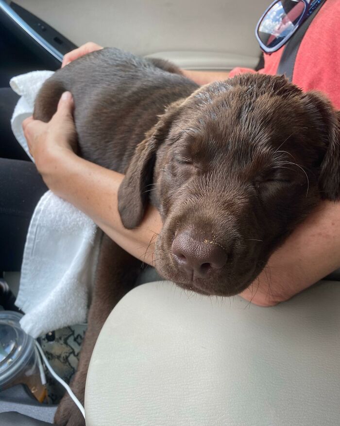 Chocolate Labrador Breuer resting peacefully on a person's arm, capturing hearts on Instagram. Chocolate Labrador Breuer resting peacefully on a person's arm, capturing hearts on Instagram.