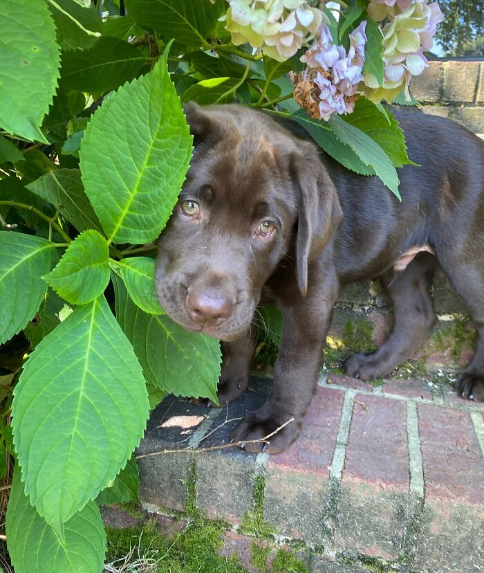 Chocolate Labrador puppy Breuer peeking through green leaves, capturing hearts on Instagram with his charming presence. Chocolate Labrador puppy Breuer peeking through green leaves, capturing hearts on Instagram with his charming presence.