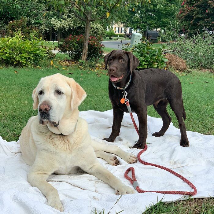Two Labradors, one cream and one chocolate, on a white blanket in a green yard, capturing Breuer’s Instagram charm. Two Labradors, one cream and one chocolate, on a white blanket in a green yard, capturing Breuer’s Instagram charm.
