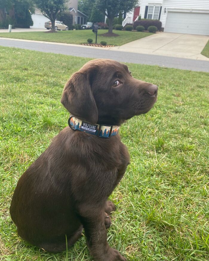 Chocolate Labrador puppy sitting on grass wearing a colorful collar, showcasing the Labrador winning Instagram spirit. Chocolate Labrador puppy sitting on grass wearing a colorful collar, showcasing the Labrador winning Instagram spirit.