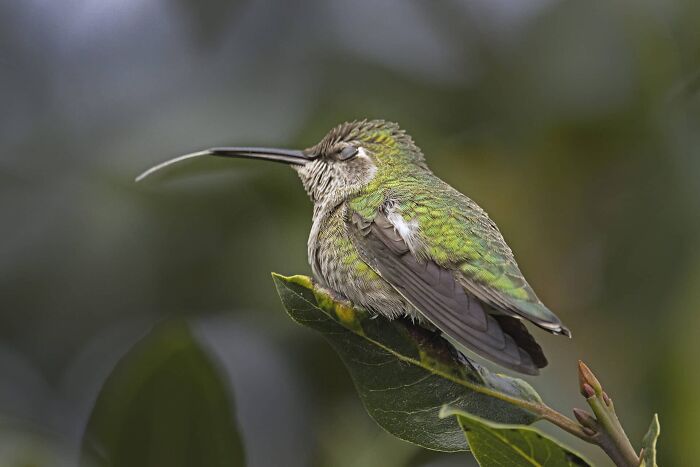 Captured The Lenght Of A Hummingbird's Tongue