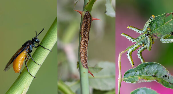Rose-sawfly-stages-67f87f7710f8d.jpg