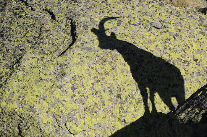 Shadow of a goat on a rocky surface, captured during a wildlife photography journey.