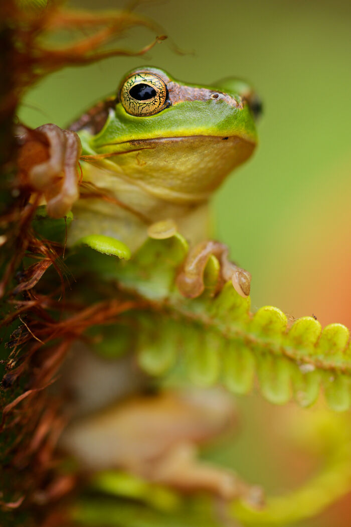 Close-up of a vibrant green frog perched among lush foliage, showcasing stunning wildlife moments.