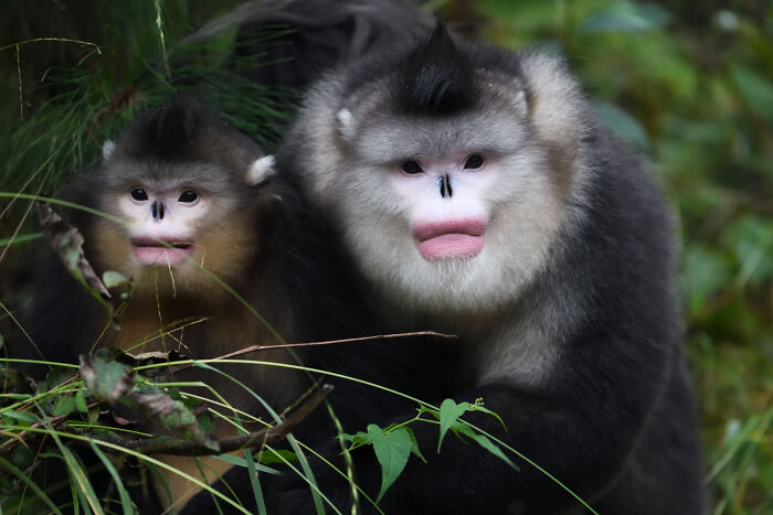 Two monkeys in their natural habitat, showcasing stunning wildlife moments.