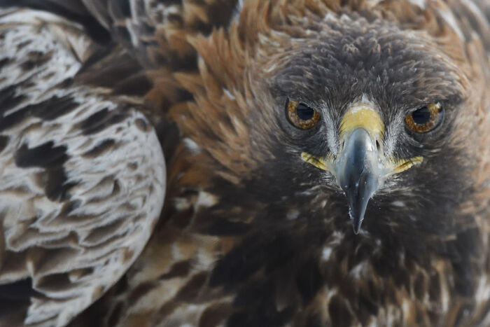 Close-up of a majestic eagle with piercing eyes, showcasing stunning wildlife photography.
