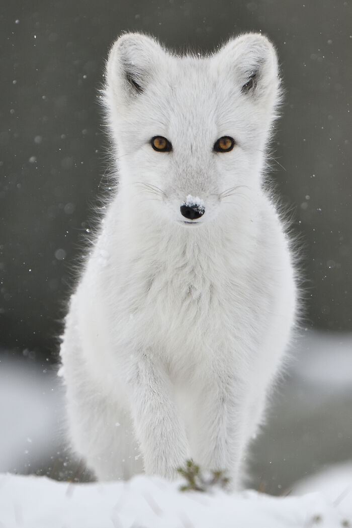 Wildlife photographer captures a stunning image of an arctic fox standing in the snow, highlighting its beautiful white fur.
