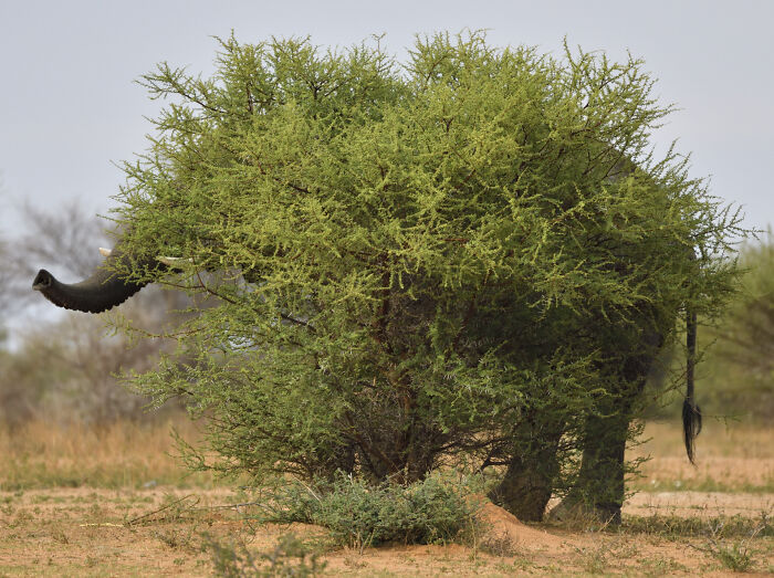 Wildlife moment with an elephant camouflaged behind a bush, showcasing nature's stunning surprises.