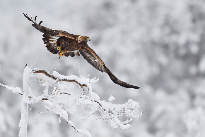 Eagle soaring over snowy landscape, showcasing stunning wildlife captured by a traveling photographer.