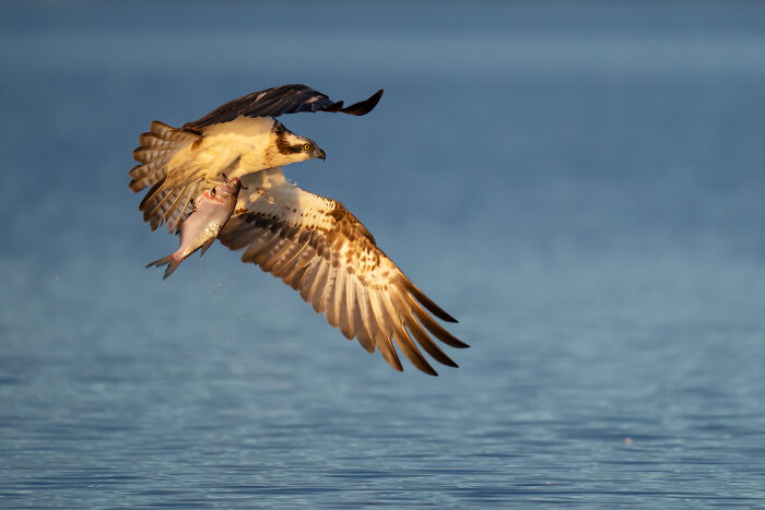 Bird capturing fish in mid-flight over water, showcasing stunning wildlife photography.