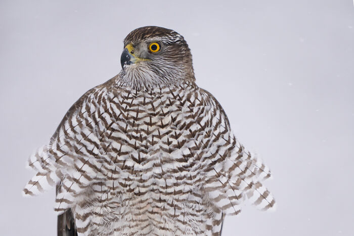 Wildlife photographer captures a close-up of a majestic hawk with striking yellow eyes in a snowy backdrop.