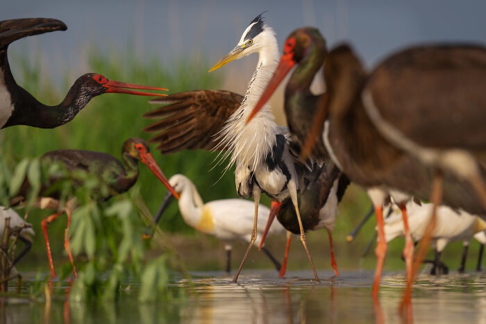 Various birds in a wetland setting, showcasing wildlife captured by a traveling photographer.