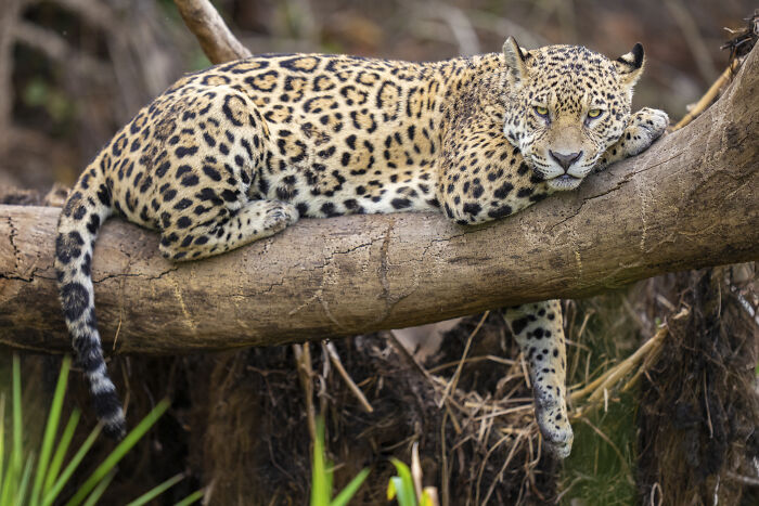 Leopard resting on a tree branch in its natural habitat, captured by a photographer showcasing stunning wildlife moments.