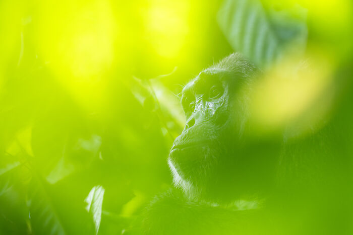 Gorilla surrounded by green leaves, captured by a photographer traveling for wildlife moments.