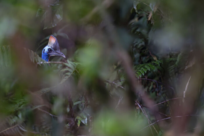 Wildlife moment with a cassowary peering through dense foliage, showcasing nature's hidden wonders.