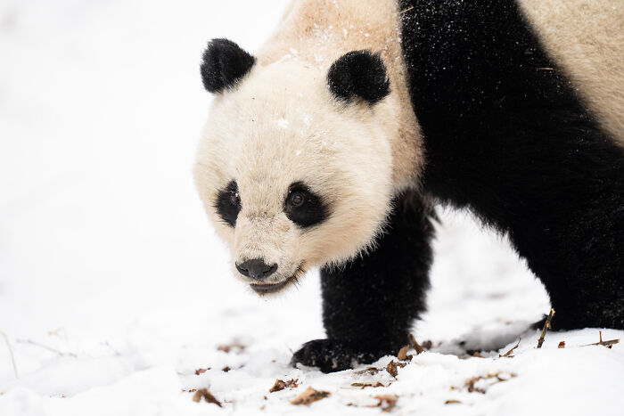 Panda in a snowy landscape, captured by a globe-trotting photographer, highlighting stunning wildlife moments.