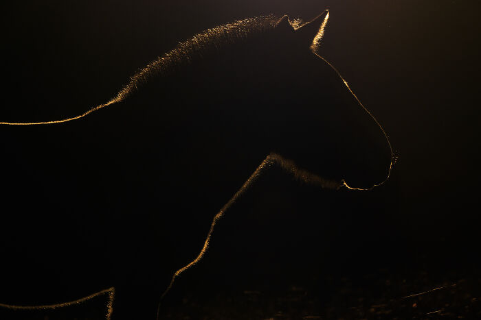 Silhouette of a horse in golden sunlight, showcasing a stunning wildlife moment captured by a photographer.