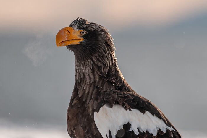 Close-up of a majestic eagle with a striking orange beak, embodying stunning wildlife moments.