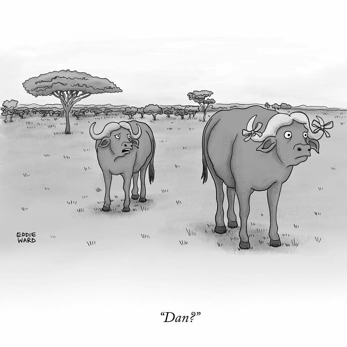 Two buffaloes in a comic by Eddie Ward, one looking confused with daisies on its head.