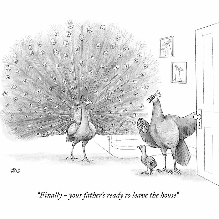 Peacock family cartoon by Eddie Ward, with a father peacock displaying feathers humorously.