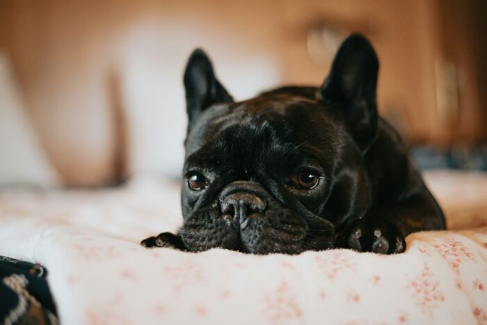 30 People Share What Happened After Their Landlord Came Across Their Non-Existent Pet