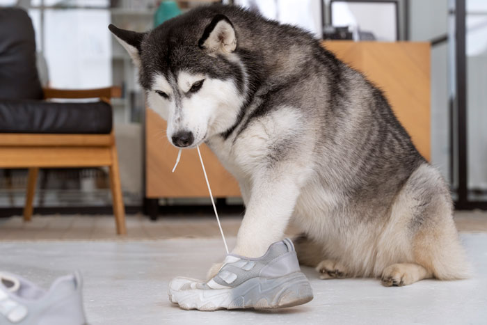 Adopted dog chewing on a sneaker inside a living room, illustrating behavioral issues. Adopted dog chewing on a sneaker inside a living room, illustrating behavioral issues.