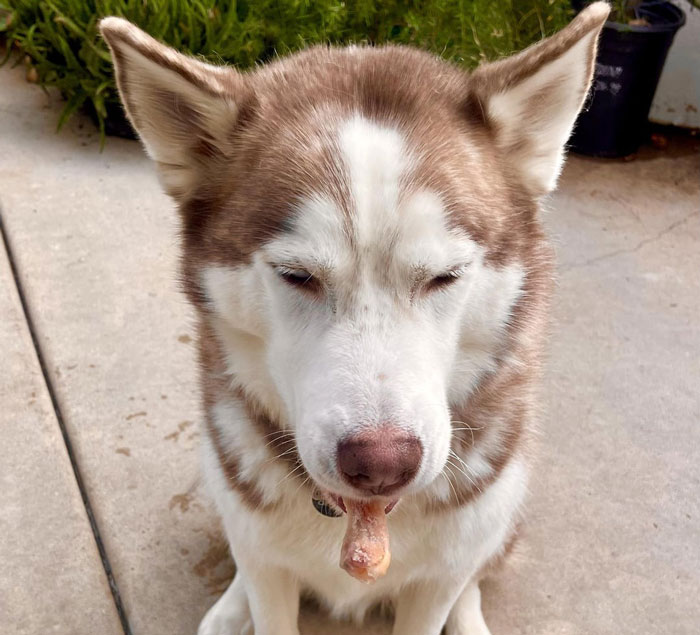 Brown and white husky with a bone in its mouth, looking downcast. Adopted dog's behavior causing tension. Brown and white husky with a bone in its mouth, looking downcast. Adopted dog's behavior causing tension.