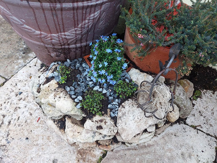 Rock garden with vibrant blue flowers, leafy green plants, and stone containers, possibly affected by a plant thief. Rock garden with vibrant blue flowers, leafy green plants, and stone containers, possibly affected by a plant thief.