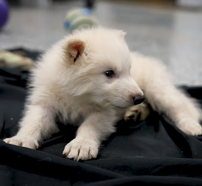 White dire wolf puppy lying on a black surface, related to 'Game of Thrones' and ethical debates on their resurrection. White dire wolf puppy lying on a black surface, related to 'Game of Thrones' and ethical debates on their resurrection.