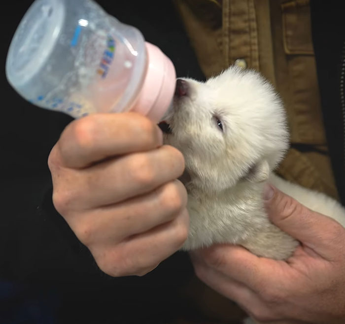 A person bottle-feeding a small white dire wolf puppy. A person bottle-feeding a small white dire wolf puppy.